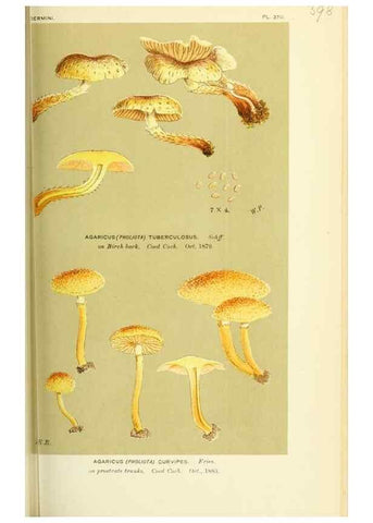 Reproducción/Reproduction 8722266007: Illustrations of British Fungi (Hymenomycetes), to serve as an atlas to the ""Handbook of British Fungi"".. LondonWilliams and Norgate1881-91