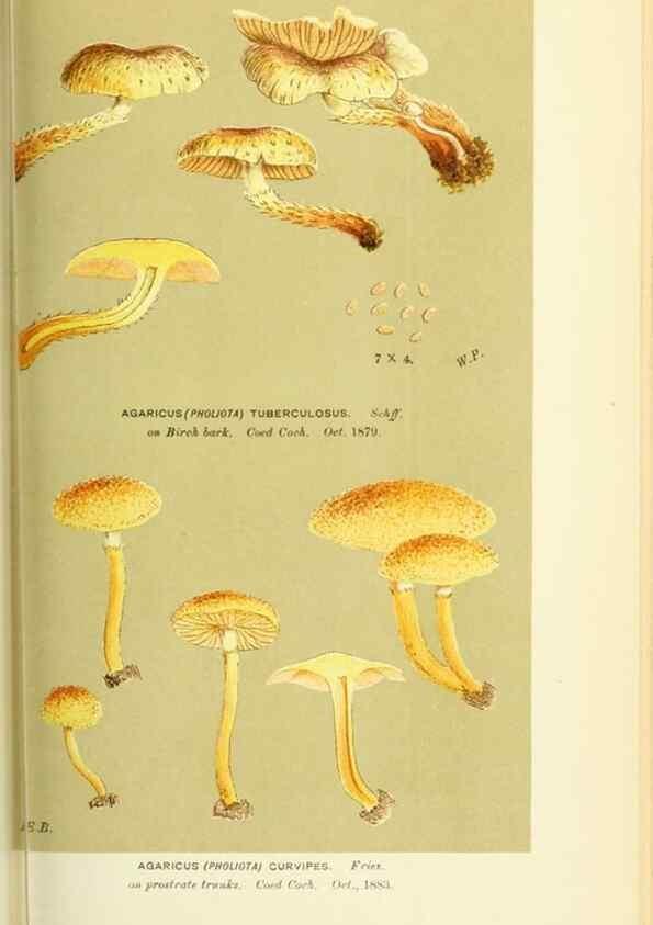 Reproducción/Reproduction 8722266007: Illustrations of British Fungi (Hymenomycetes), to serve as an atlas to the ""Handbook of British Fungi"".. LondonWilliams and Norgate1881-91