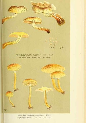 Reproducción/Reproduction 8722266007: Illustrations of British Fungi (Hymenomycetes), to serve as an atlas to the ""Handbook of British Fungi"".. LondonWilliams and Norgate1881-91