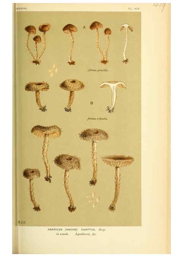 Reproducción/Reproduction 8722273071: Illustrations of British Fungi (Hymenomycetes), to serve as an atlas to the ""Handbook of British Fungi"".. LondonWilliams and Norgate1881-91