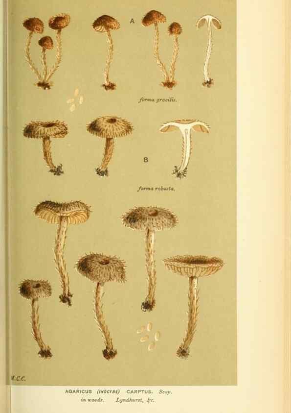 Reproducción/Reproduction 8722273071: Illustrations of British Fungi (Hymenomycetes), to serve as an atlas to the ""Handbook of British Fungi"".. LondonWilliams and Norgate1881-91
