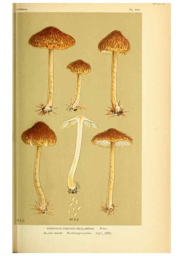 Reproducción/Reproduction 8722273375: Illustrations of British Fungi (Hymenomycetes), to serve as an atlas to the ""Handbook of British Fungi"".. LondonWilliams and Norgate1881-91