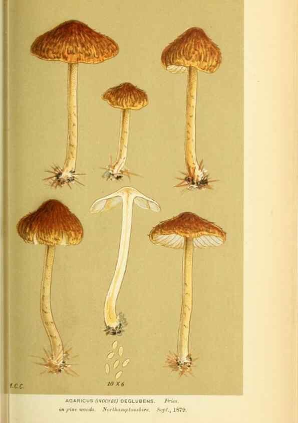 Reproducción/Reproduction 8722273375: Illustrations of British Fungi (Hymenomycetes), to serve as an atlas to the ""Handbook of British Fungi"".. LondonWilliams and Norgate1881-91