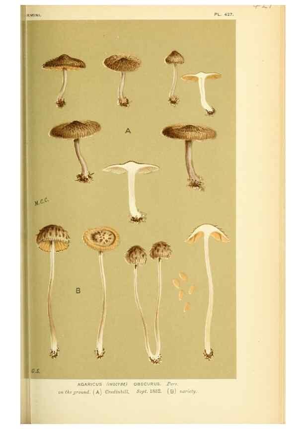 Reproducción/Reproduction 8723393770: Illustrations of British Fungi (Hymenomycetes), to serve as an atlas to the ""Handbook of British Fungi"".. LondonWilliams and Norgate1881-91