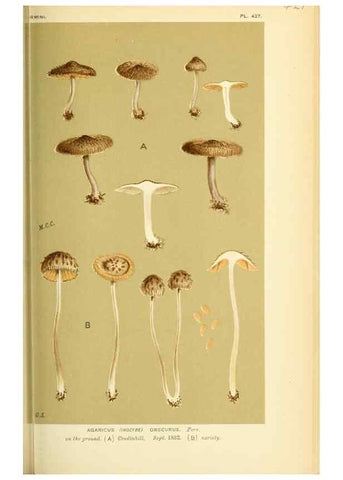 Reproducción/Reproduction 8723393770: Illustrations of British Fungi (Hymenomycetes), to serve as an atlas to the ""Handbook of British Fungi"".. LondonWilliams and Norgate1881-91