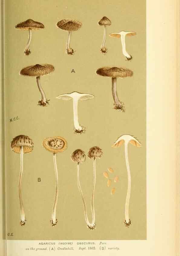 Reproducción/Reproduction 8723393770: Illustrations of British Fungi (Hymenomycetes), to serve as an atlas to the ""Handbook of British Fungi"".. LondonWilliams and Norgate1881-91