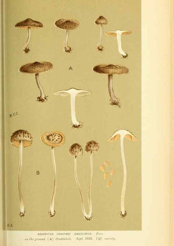 Reproducción/Reproduction 8723393770: Illustrations of British Fungi (Hymenomycetes), to serve as an atlas to the ""Handbook of British Fungi"".. LondonWilliams and Norgate1881-91