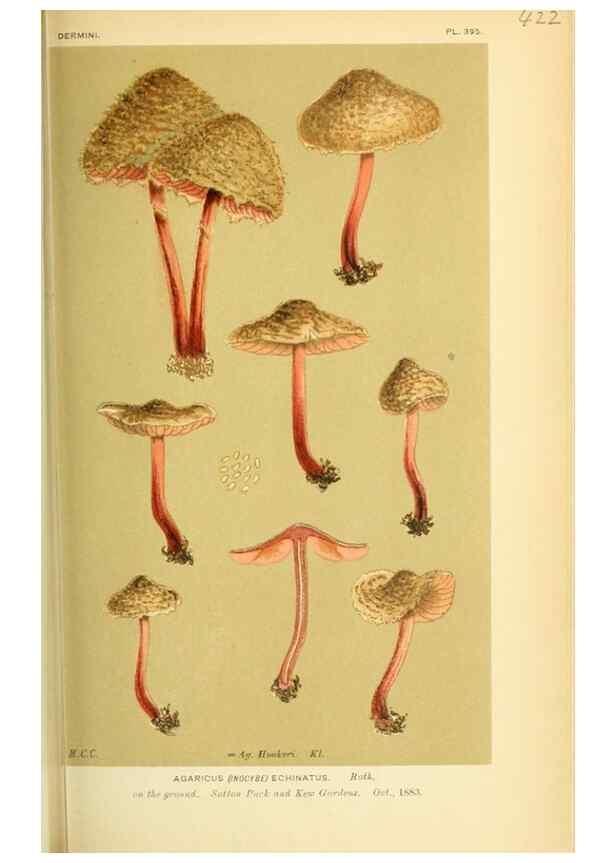 Reproducción/Reproduction 8722274255: Illustrations of British Fungi (Hymenomycetes), to serve as an atlas to the ""Handbook of British Fungi"".. LondonWilliams and Norgate1881-91