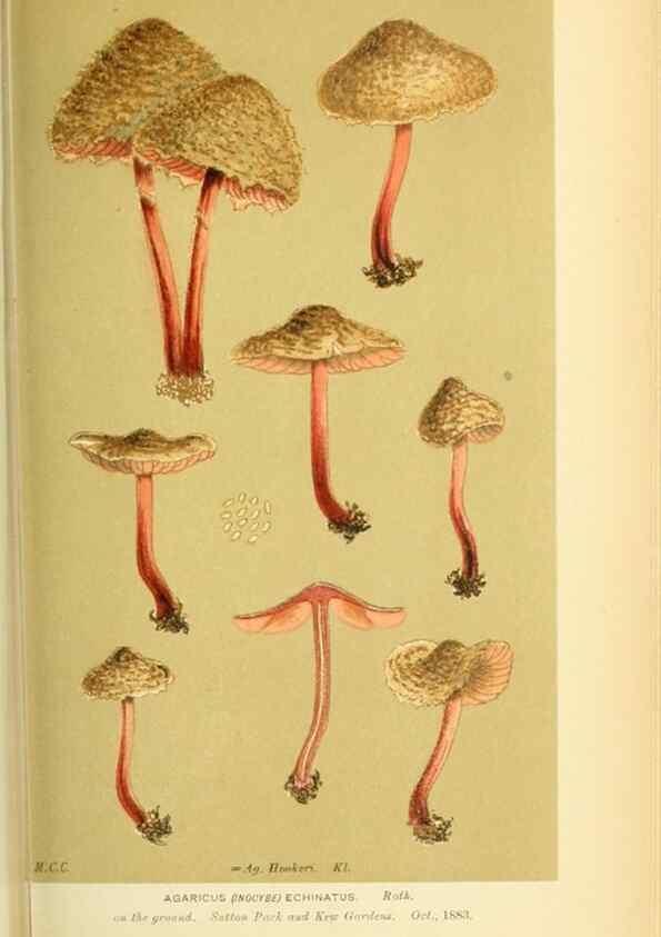 Reproducción/Reproduction 8722274255: Illustrations of British Fungi (Hymenomycetes), to serve as an atlas to the ""Handbook of British Fungi"".. LondonWilliams and Norgate1881-91