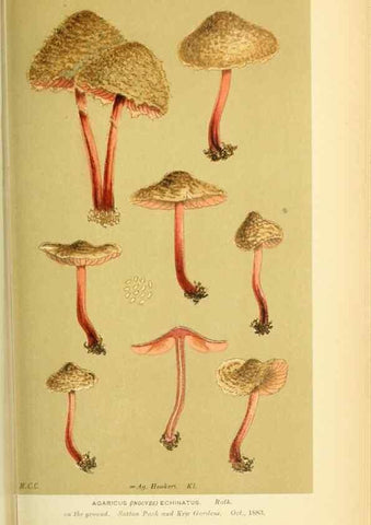 Reproducción/Reproduction 8722274255: Illustrations of British Fungi (Hymenomycetes), to serve as an atlas to the ""Handbook of British Fungi"".. LondonWilliams and Norgate1881-91
