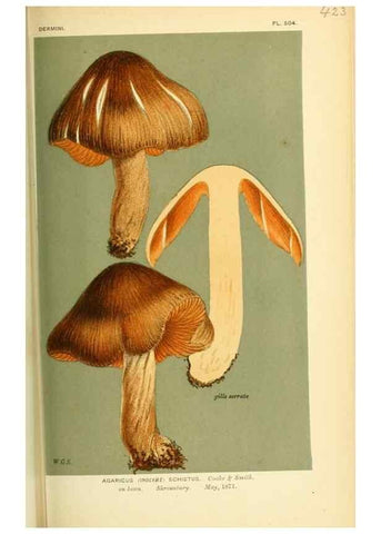 Reproducción/Reproduction 8722274589: Illustrations of British Fungi (Hymenomycetes), to serve as an atlas to the ""Handbook of British Fungi"".. LondonWilliams and Norgate1881-91