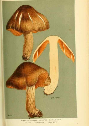 Reproducción/Reproduction 8722274589: Illustrations of British Fungi (Hymenomycetes), to serve as an atlas to the ""Handbook of British Fungi"".. LondonWilliams and Norgate1881-91