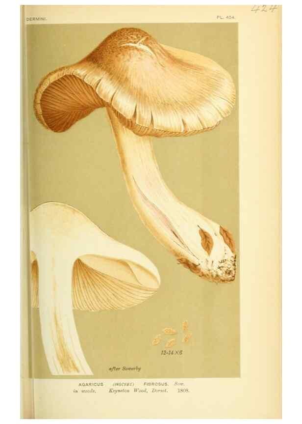 Reproducción/Reproduction 8723394906: Illustrations of British Fungi (Hymenomycetes), to serve as an atlas to the ""Handbook of British Fungi"".. LondonWilliams and Norgate1881-91