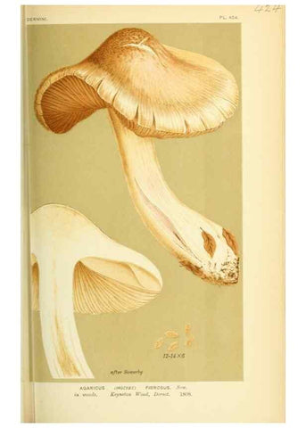 Reproducción/Reproduction 8723394906: Illustrations of British Fungi (Hymenomycetes), to serve as an atlas to the ""Handbook of British Fungi"".. LondonWilliams and Norgate1881-91