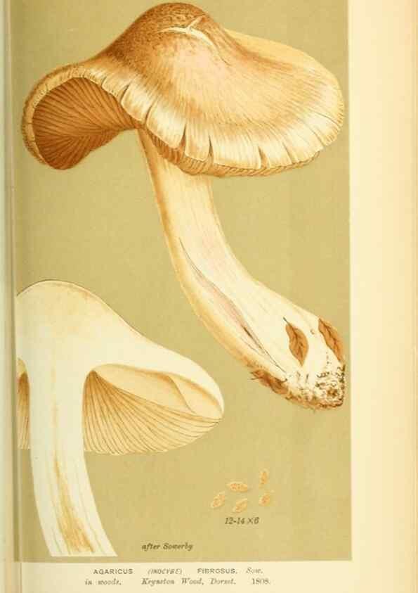 Reproducción/Reproduction 8723394906: Illustrations of British Fungi (Hymenomycetes), to serve as an atlas to the ""Handbook of British Fungi"".. LondonWilliams and Norgate1881-91