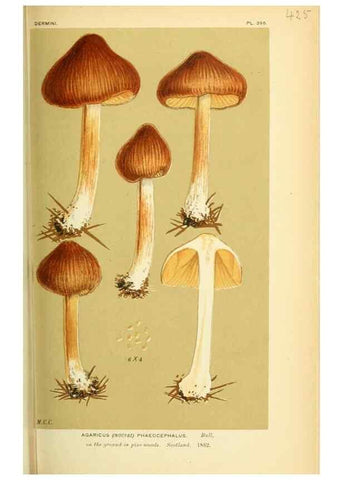 Reproducción/Reproduction 8723395392: Illustrations of British Fungi (Hymenomycetes), to serve as an atlas to the ""Handbook of British Fungi"".. LondonWilliams and Norgate1881-91