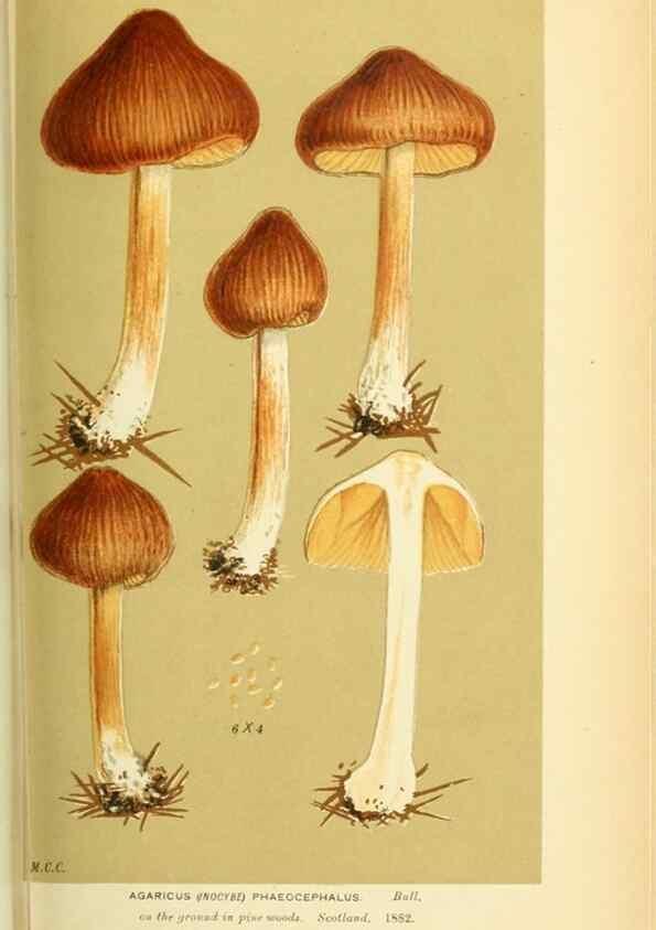 Reproducción/Reproduction 8723395392: Illustrations of British Fungi (Hymenomycetes), to serve as an atlas to the ""Handbook of British Fungi"".. LondonWilliams and Norgate1881-91