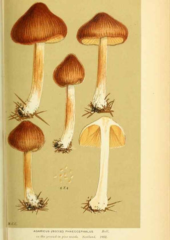 Reproducción/Reproduction 8723395392: Illustrations of British Fungi (Hymenomycetes), to serve as an atlas to the ""Handbook of British Fungi"".. LondonWilliams and Norgate1881-91