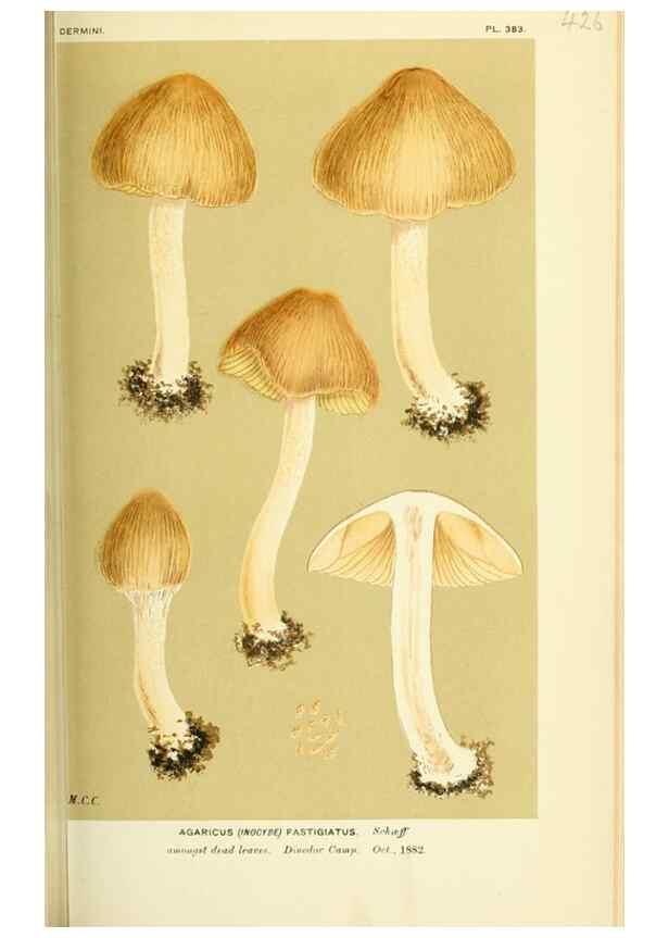 Reproducción/Reproduction 8722275653: Illustrations of British Fungi (Hymenomycetes), to serve as an atlas to the ""Handbook of British Fungi"".. LondonWilliams and Norgate1881-91