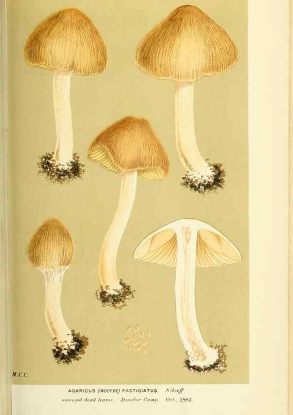 Reproducción/Reproduction 8722275653: Illustrations of British Fungi (Hymenomycetes), to serve as an atlas to the ""Handbook of British Fungi"".. LondonWilliams and Norgate1881-91