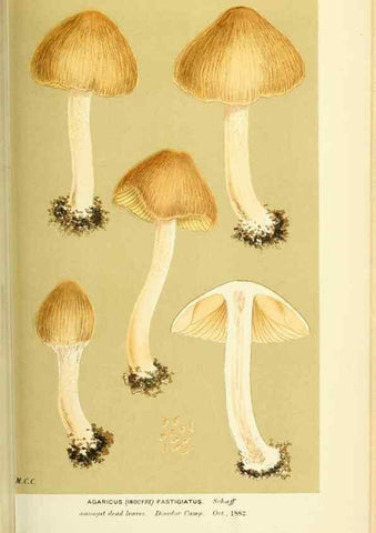 Reproducción/Reproduction 8722275653: Illustrations of British Fungi (Hymenomycetes), to serve as an atlas to the ""Handbook of British Fungi"".. LondonWilliams and Norgate1881-91