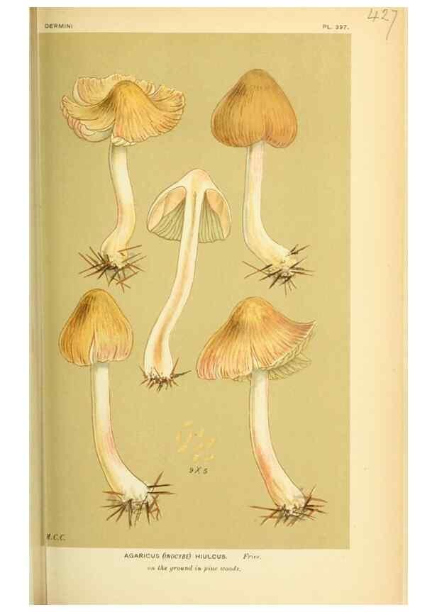 Reproducción/Reproduction 8722275939: Illustrations of British Fungi (Hymenomycetes), to serve as an atlas to the ""Handbook of British Fungi"".. LondonWilliams and Norgate1881-91