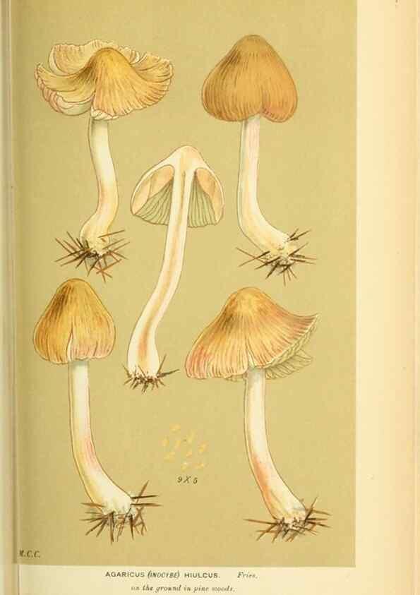 Reproducción/Reproduction 8722275939: Illustrations of British Fungi (Hymenomycetes), to serve as an atlas to the ""Handbook of British Fungi"".. LondonWilliams and Norgate1881-91