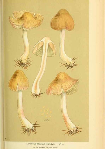 Reproducción/Reproduction 8722275939: Illustrations of British Fungi (Hymenomycetes), to serve as an atlas to the ""Handbook of British Fungi"".. LondonWilliams and Norgate1881-91