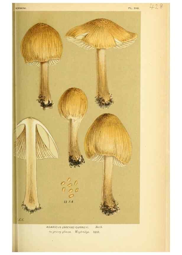 Reproducción/Reproduction 8722276387: Illustrations of British Fungi (Hymenomycetes), to serve as an atlas to the ""Handbook of British Fungi"".. LondonWilliams and Norgate1881-91