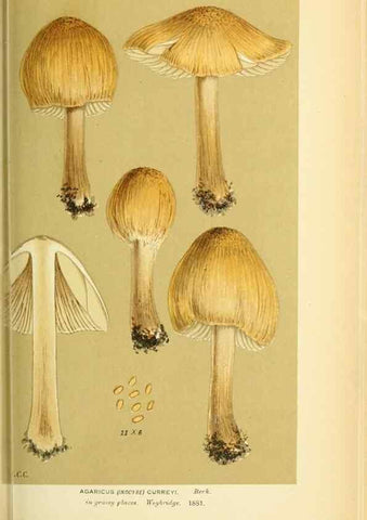 Reproducción/Reproduction 8722276387: Illustrations of British Fungi (Hymenomycetes), to serve as an atlas to the ""Handbook of British Fungi"".. LondonWilliams and Norgate1881-91