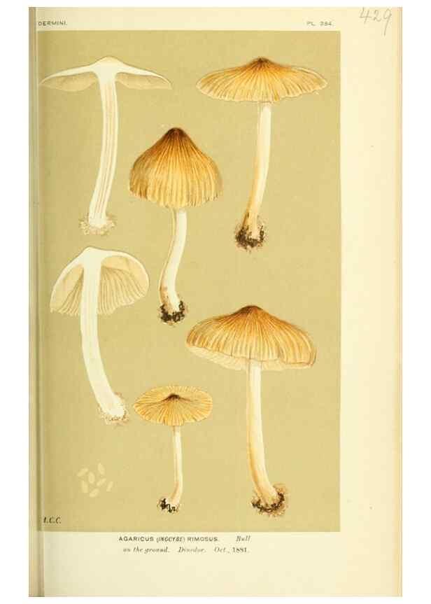 Reproducción/Reproduction 8722276697: Illustrations of British Fungi (Hymenomycetes), to serve as an atlas to the ""Handbook of British Fungi"".. LondonWilliams and Norgate1881-91
