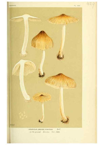 Reproducción/Reproduction 8722276697: Illustrations of British Fungi (Hymenomycetes), to serve as an atlas to the ""Handbook of British Fungi"".. LondonWilliams and Norgate1881-91