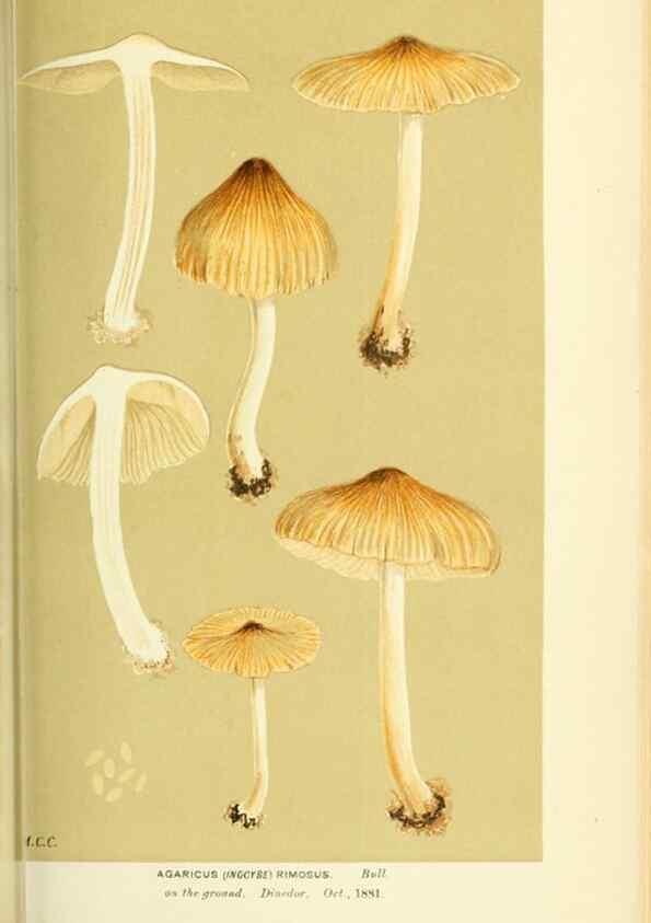 Reproducción/Reproduction 8722276697: Illustrations of British Fungi (Hymenomycetes), to serve as an atlas to the ""Handbook of British Fungi"".. LondonWilliams and Norgate1881-91
