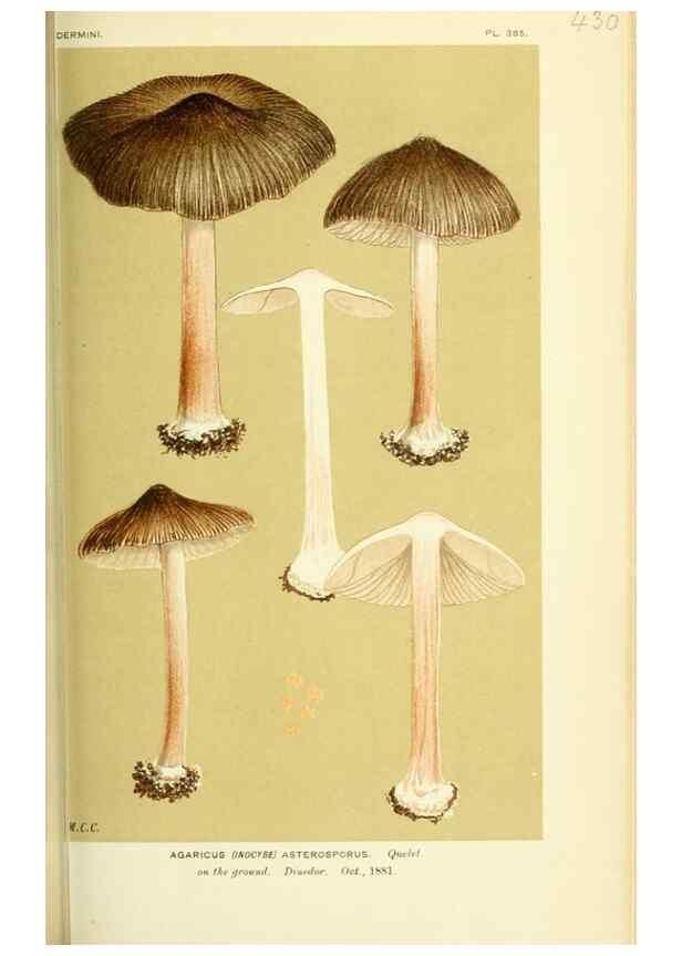 Reproducción/Reproduction 8723397064: Illustrations of British Fungi (Hymenomycetes), to serve as an atlas to the ""Handbook of British Fungi"".. LondonWilliams and Norgate1881-91