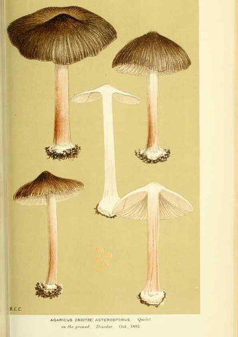 Reproducción/Reproduction 8723397064: Illustrations of British Fungi (Hymenomycetes), to serve as an atlas to the ""Handbook of British Fungi"".. LondonWilliams and Norgate1881-91