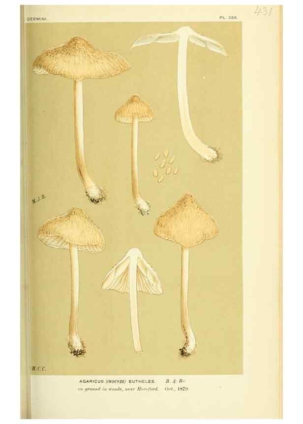 Reproducción/Reproduction 8723397400: Illustrations of British Fungi (Hymenomycetes), to serve as an atlas to the ""Handbook of British Fungi"".. LondonWilliams and Norgate1881-91