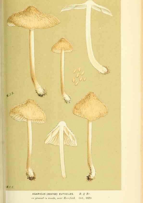 Reproducción/Reproduction 8723397400: Illustrations of British Fungi (Hymenomycetes), to serve as an atlas to the ""Handbook of British Fungi"".. LondonWilliams and Norgate1881-91