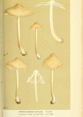 Reproducción/Reproduction 8723397400: Illustrations of British Fungi (Hymenomycetes), to serve as an atlas to the ""Handbook of British Fungi"".. LondonWilliams and Norgate1881-91