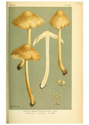 Reproducción/Reproduction 8722277655: Illustrations of British Fungi (Hymenomycetes), to serve as an atlas to the ""Handbook of British Fungi"".. LondonWilliams and Norgate1881-91