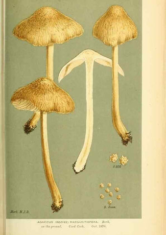 Reproducción/Reproduction 8722277655: Illustrations of British Fungi (Hymenomycetes), to serve as an atlas to the ""Handbook of British Fungi"".. LondonWilliams and Norgate1881-91