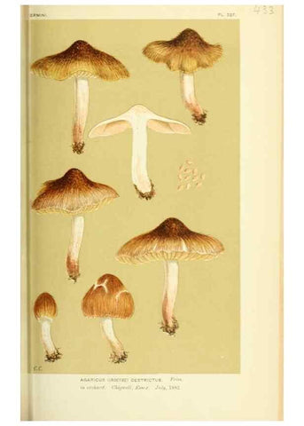 Reproducción/Reproduction 8723398192: Illustrations of British Fungi (Hymenomycetes), to serve as an atlas to the ""Handbook of British Fungi"".. LondonWilliams and Norgate1881-91