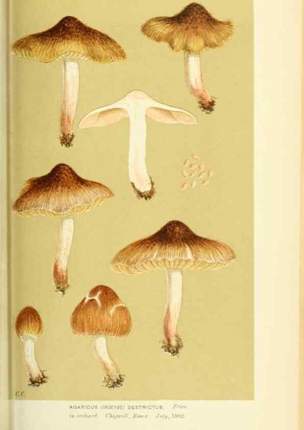 Reproducción/Reproduction 8723398192: Illustrations of British Fungi (Hymenomycetes), to serve as an atlas to the ""Handbook of British Fungi"".. LondonWilliams and Norgate1881-91