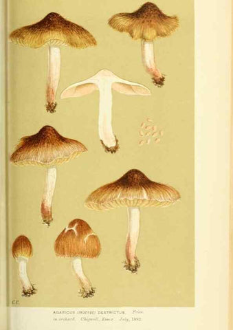 Reproducción/Reproduction 8723398192: Illustrations of British Fungi (Hymenomycetes), to serve as an atlas to the ""Handbook of British Fungi"".. LondonWilliams and Norgate1881-91