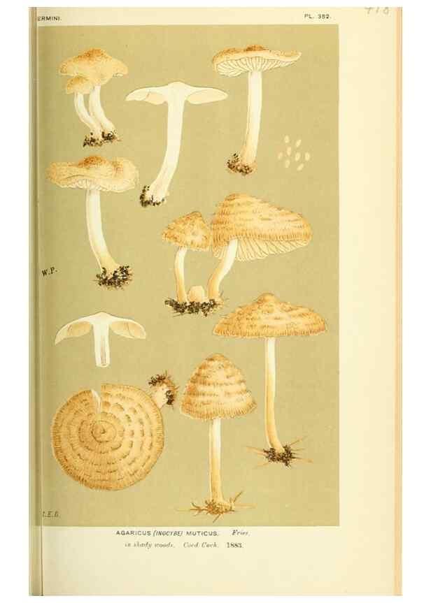 Reproducción/Reproduction 8723392808: Illustrations of British Fungi (Hymenomycetes), to serve as an atlas to the ""Handbook of British Fungi"".. LondonWilliams and Norgate1881-91