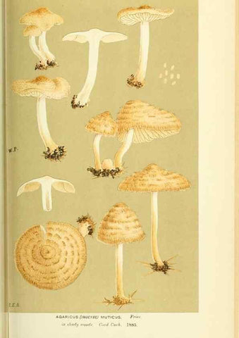 Reproducción/Reproduction 8723392808: Illustrations of British Fungi (Hymenomycetes), to serve as an atlas to the ""Handbook of British Fungi"".. LondonWilliams and Norgate1881-91