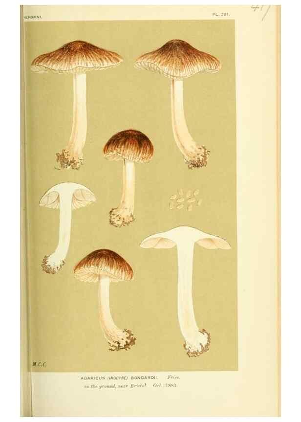 Reproducción/Reproduction 8723392364: Illustrations of British Fungi (Hymenomycetes), to serve as an atlas to the ""Handbook of British Fungi"".. LondonWilliams and Norgate1881-91