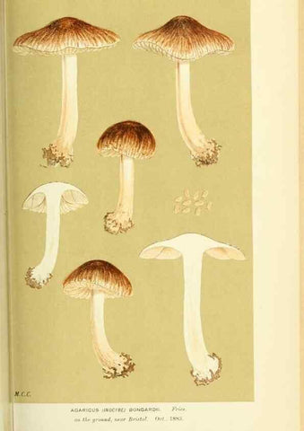 Reproducción/Reproduction 8723392364: Illustrations of British Fungi (Hymenomycetes), to serve as an atlas to the ""Handbook of British Fungi"".. LondonWilliams and Norgate1881-91