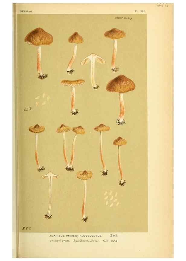 Reproducción/Reproduction 8723392028: Illustrations of British Fungi (Hymenomycetes), to serve as an atlas to the ""Handbook of British Fungi"".. LondonWilliams and Norgate1881-91
