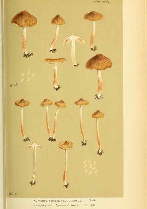 Reproducción/Reproduction 8723392028: Illustrations of British Fungi (Hymenomycetes), to serve as an atlas to the ""Handbook of British Fungi"".. LondonWilliams and Norgate1881-91