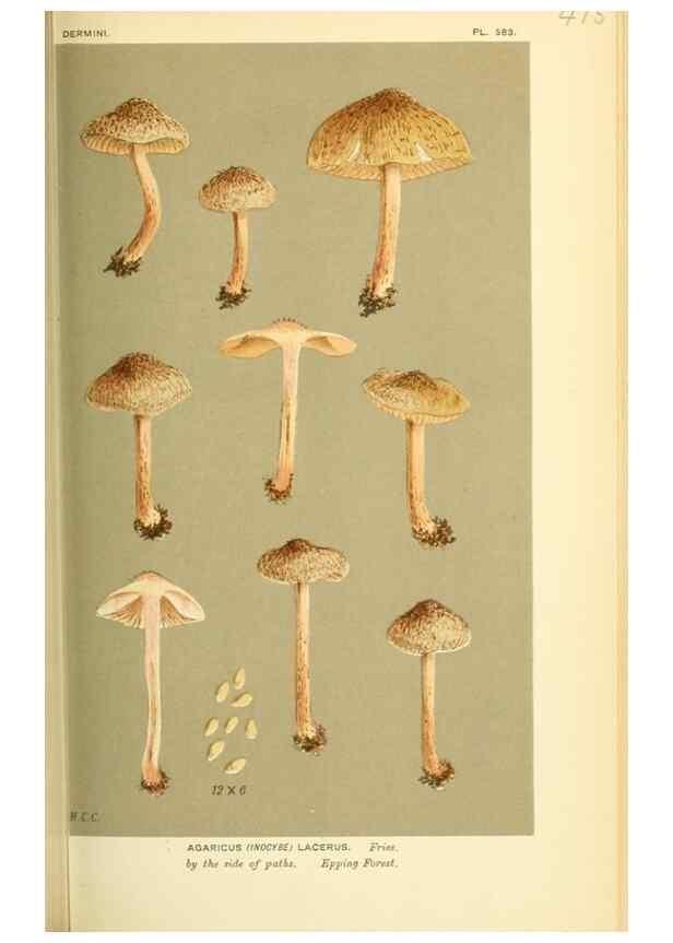 Reproducción/Reproduction 8723391622: Illustrations of British Fungi (Hymenomycetes), to serve as an atlas to the ""Handbook of British Fungi"".. LondonWilliams and Norgate1881-91